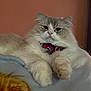 Pax joined the competition — help win amazing prizes! cat, fluffy, bowtie, relaxed, indoor, pet, animal, feline, white, gray, soft, blanket, cute, portrait, closeup, whiskers, paws, face, ears, fur