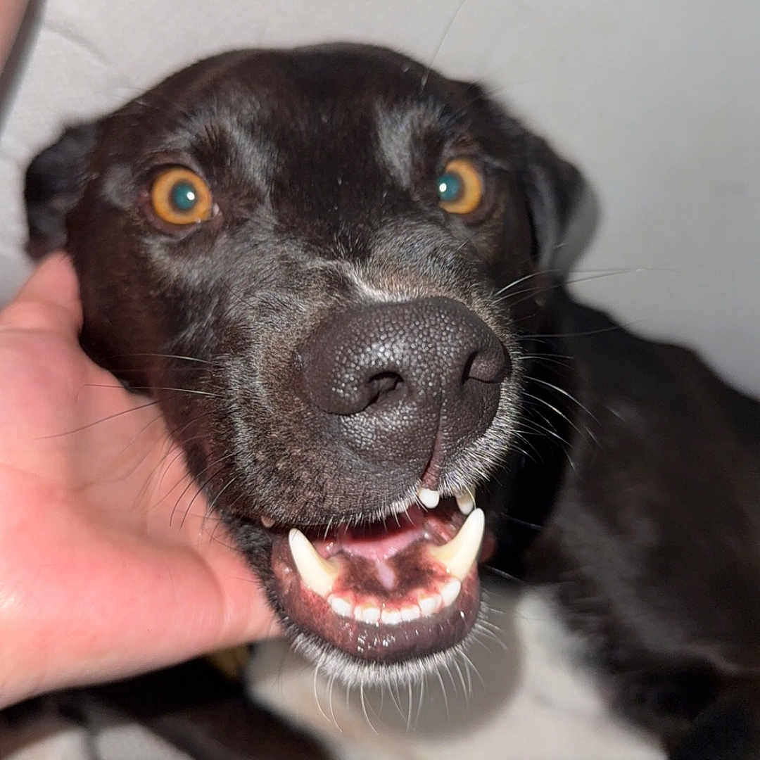 Spookeigh is registered to the contest to win money with this photo: animal, baby, beagle, bodypart, bulldog, canine, dog, finger, hand, hound, husky, labradorretriever, mouth, person, pet, pointer, puppy, snout, teeth, tongue