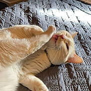 Silas joined the competition — help win amazing prizes! cat, pet, indoor, bed, gray_bedspread, grooming, paw, whiskers, fur, cute, relaxed, cream_colored, animal, feline, pink_paw_pads, collar, sleepy, cozy, home, resting