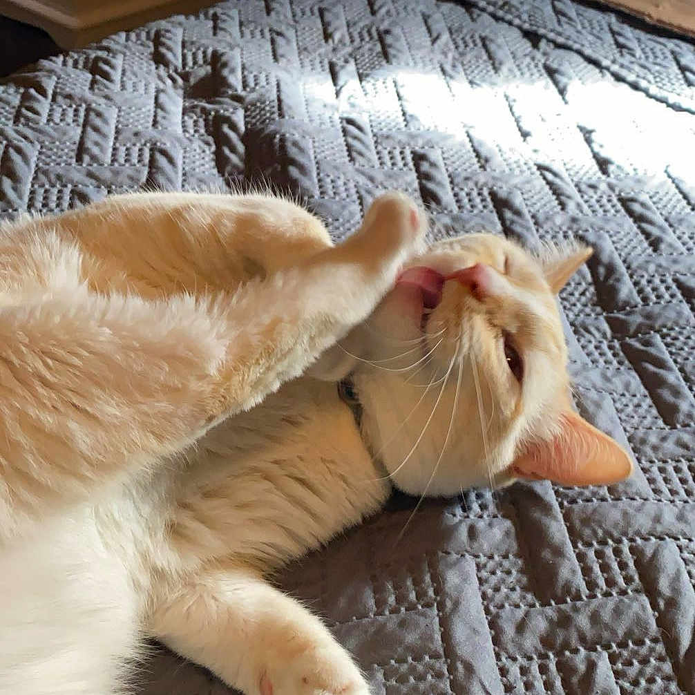 Silas