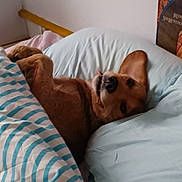 Raymond participe au concours pour gagner de l'argent avec cette photo : dog, bed, pillow, blanket, striped_blanket, duvet, ear, nose, tooth, fur, indoor, bedroom, resting, lying_down, cute, pet, cozy, pillowcase, sleepy, portrait
