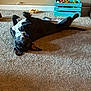 dog, black_dog, carpet, toy_box, toys, indoor, pet, playful, lying_down, animal, floor, collar, cute, relaxed, home, domestic_animal, fur, ears, tail, looking