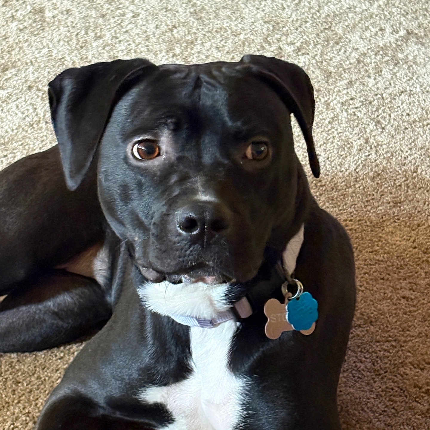 Stormy joined the competition — help win amazing prizes! alert, animal, black_dog, canine, carpet, collar, companion, curious, dog, dog_toy, domestic_animal, ears, fur, indoor, laying_down, nose, pet, tag, toy, white_chest