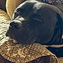 dog, black_dog, sleeping, resting, quilt, patterned_fabric, indoor, closeup, pet, canine, nap, cozy, fur, relaxation, comfort, animal, couch, home, sunlight, peaceful
