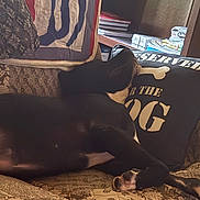 Stormy joined the competition — help win amazing prizes! dog, black_and_white, couch, cushion, patterned, sitting, indoors, relaxed, pet, book_shelf, books, home, furniture, text_on_cushion, resting, cozy, domestic, animal, paw, snout