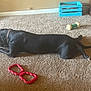 dog, black_dog, carpet, bone, dog_toys, indoor, pet, lying_down, chewing, collar, floor, crate, cabinet, brown, red_toy, green_toy, tail, paws, relaxed, home