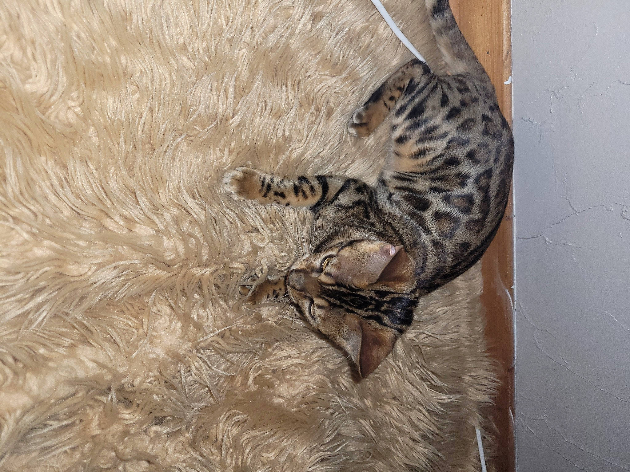 Thais a rejoint le concours — aidez-le/la à gagner de superbes lots ! big_cats, carnivore, claw, eye, fawn, feather, felidae, foot, fur, grey, leopard, natural_material, pattern, small_to_medium_sized_cats, snout, tail, terrestrial_animal, whiskers, wildlife, wood