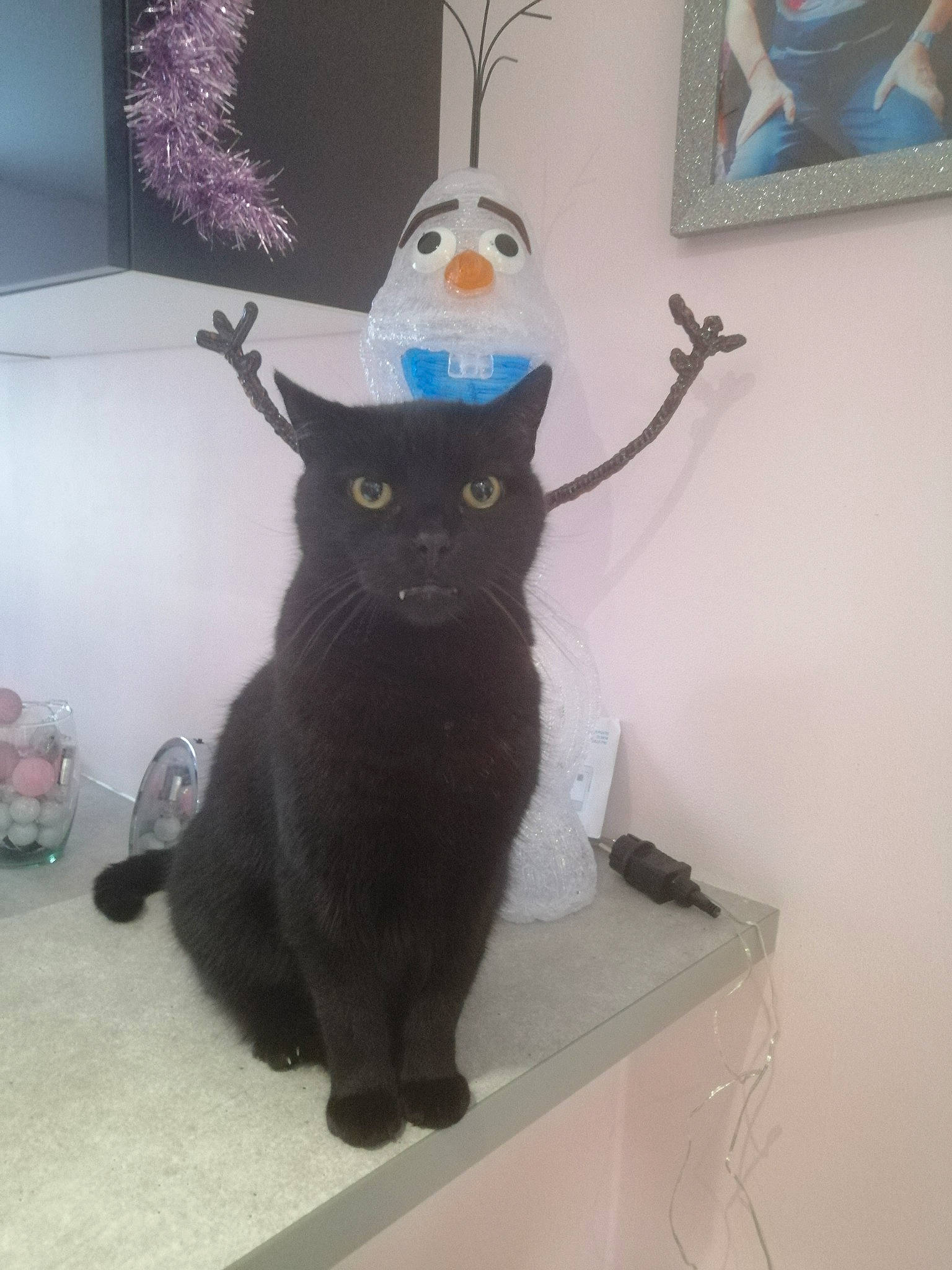 Oasis a rejoint le concours — aidez-le/la à gagner de superbes lots ! black_cat, blue, carnivore, cat, felidae, fur, picture_frame, small_to_medium_sized_cats, tail, vertebrate, whiskers