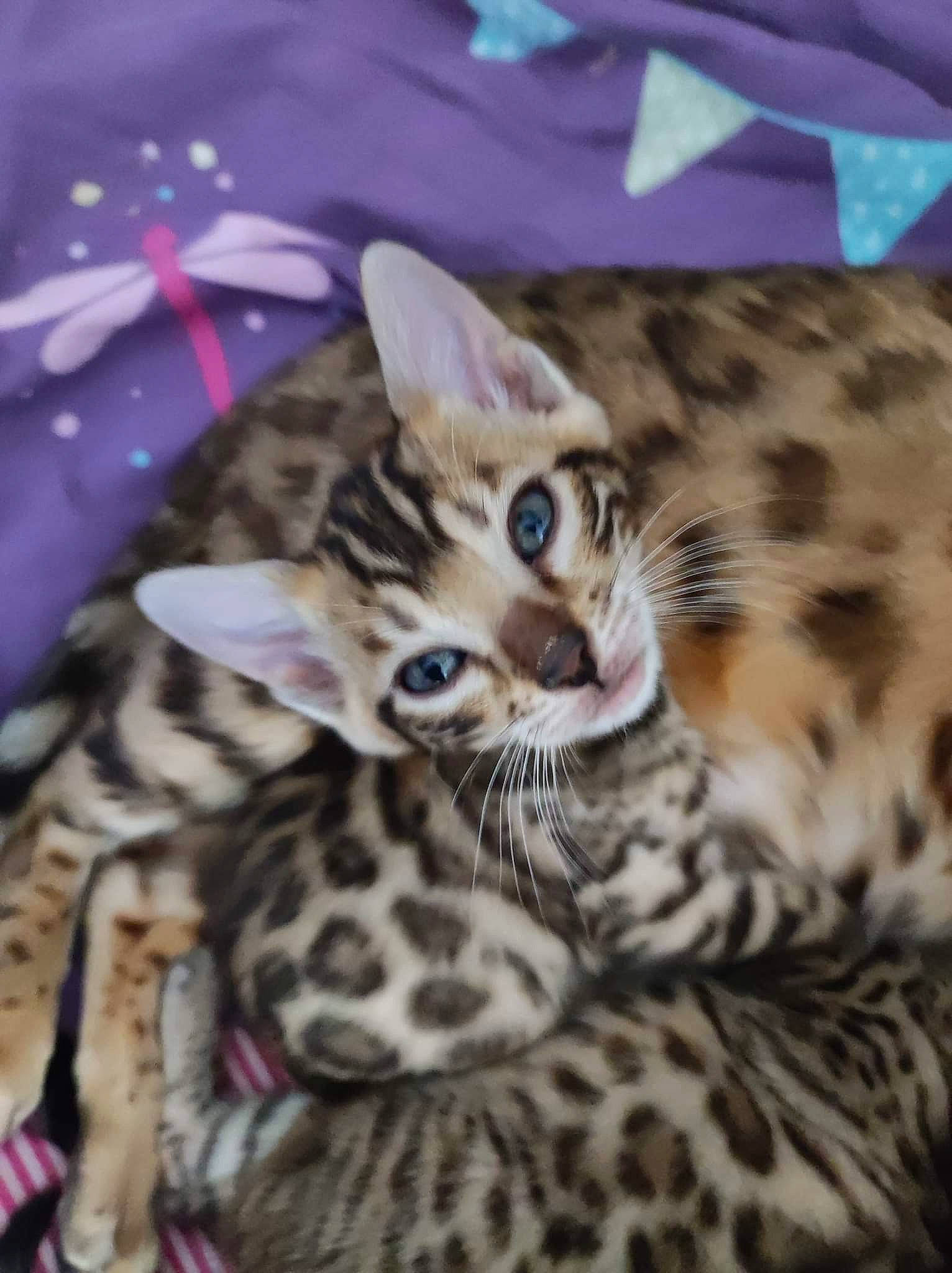 Thaïs participe au concours pour gagner de l'argent avec cette photo : big_cats, carnivore, cat, claw, comfort, fawn, felidae, fur, jaguar, leopard, ocelot, pattern, paw, small_to_medium_sized_cats, snout, terrestrial_animal, whiskers, wildlife