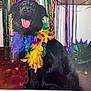 animal, beads, black_dog, celebration, cheerful, colorful, costume, decorations, dog, feather_boa, festive, fun, happy, indoor, party, pet, portrait, sitting, streamers, tongue_out
