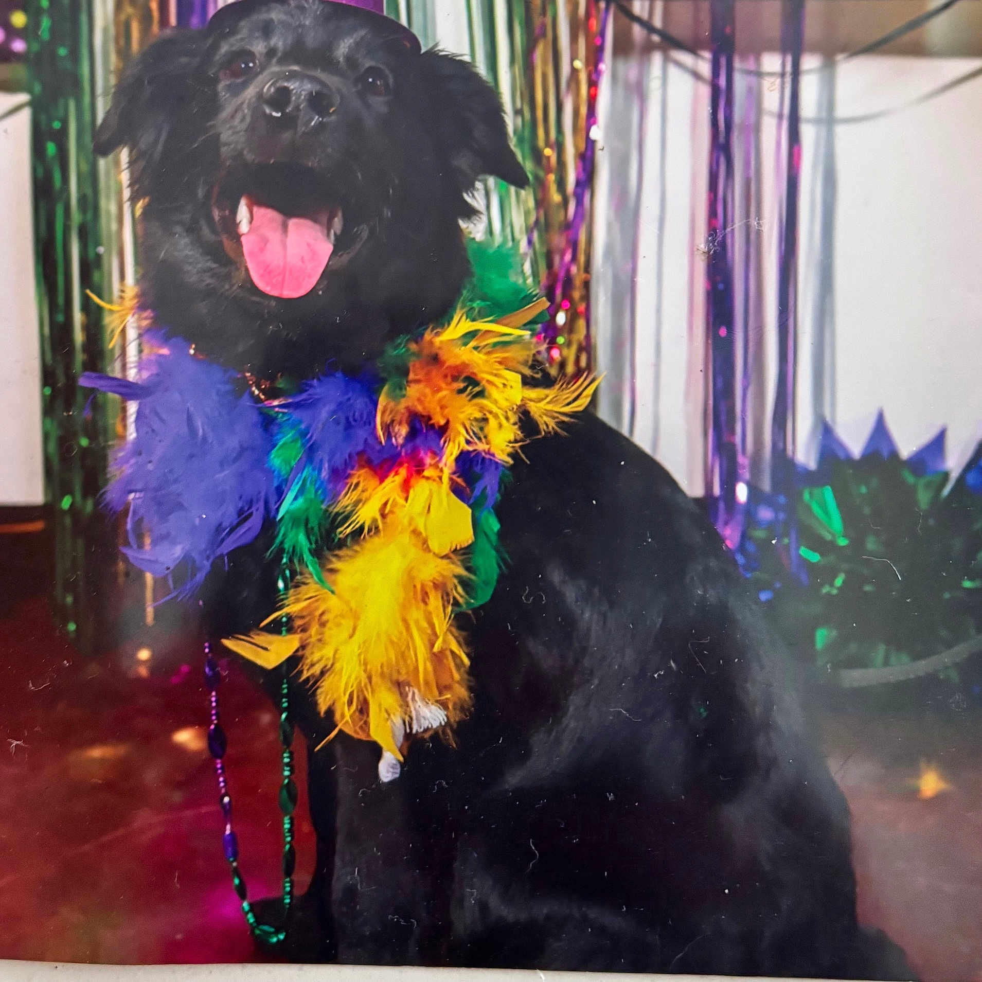Moose joined the competition — help win amazing prizes! animal, beads, black_dog, celebration, cheerful, colorful, costume, decorations, dog, feather_boa, festive, fun, happy, indoor, party, pet, portrait, sitting, streamers, tongue_out