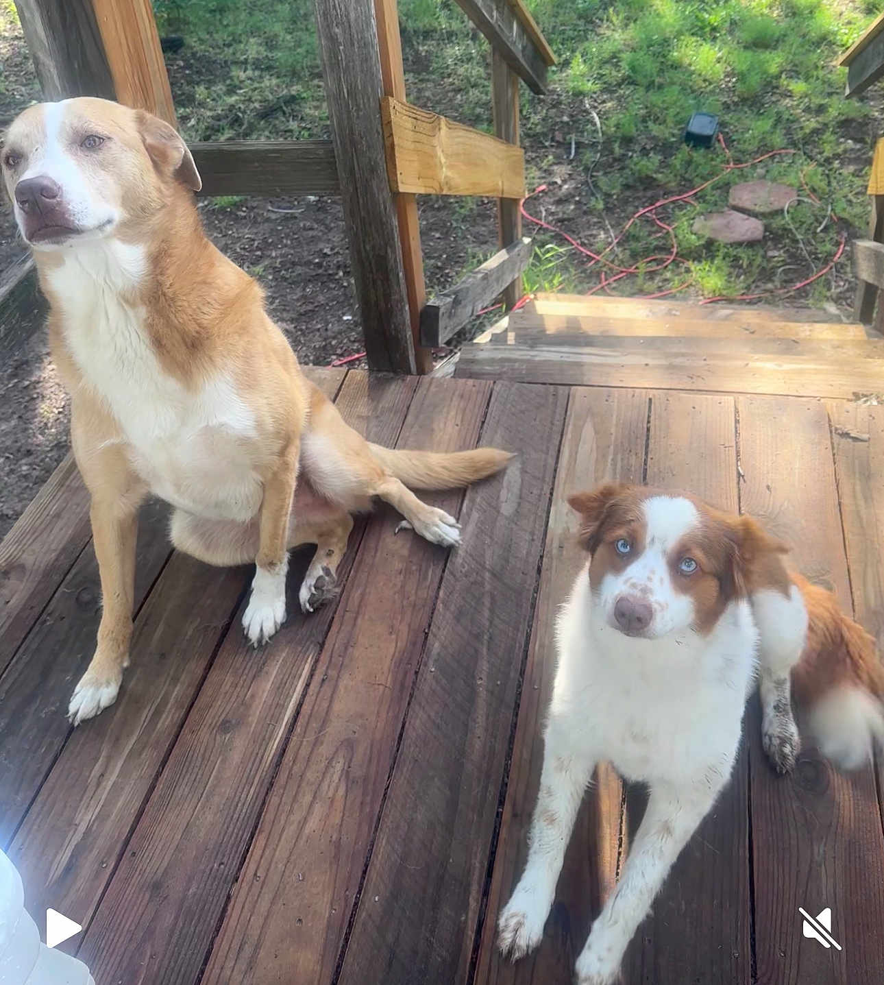 Haydon And Koop joined the competition — help win amazing prizes! dog, dogs, porch, wood, outdoor, pet, canine, brown_and_white, blue_eyes, sitting, lying_down, fur, nature, daylight, grass, stairs, paw, animal, pet_outdoor, wooden_planks