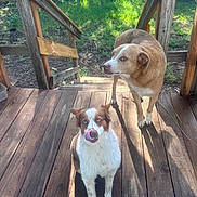 Haydon And Koop is registered to the contest to win money with this photo: dog, outdoor, wooden_porch, sunlight, greenery, animal, pet, blue_eyes, curious, standing, nature, daylight, wood, railing, yard, tongue_out, two_dogs, canine, playful, brown_and_white