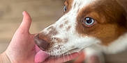 Haydon And Koop joined the competition — help win amazing prizes! dog, hand, licking, blue_eyes, brown_and_white_fur, close_up, blurred_background, indoor, floor, person, skin, tongue, pet, animal, affection, interaction, domestic, canine, friendly, companion