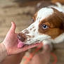 dog, hand, licking, blue_eyes, brown_and_white_fur, close_up, blurred_background, indoor, floor, person, skin, tongue, pet, animal, affection, interaction, domestic, canine, friendly, companion
