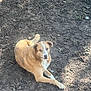 Haydon And Koop joined the competition — help win amazing prizes! dog, animal, outdoor, earth, soil, pet, canine, brown, white, laying, resting, nature, grass, sunlight, fur, mammal, quiet, calm, looking, daytime