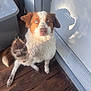 Haydon And Koop is registered to the contest to win money with this photo: dog, paw, blue_eyes, muddy_paw, wooden_floor, door, shadow, sunlight, pet, animal, brown_and_white, sitting, cute, outdoor, canine, fur, looking_up, friendly, playful, companion