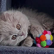 Luna participe au concours pour gagner de l'argent avec cette photo : kitten, cat, fluffy, gray_cat, pet, toy, colorful_ball, curious, soft, carpeted_surface, cute, indoor, animal, small_pet, playful, feline, resting, young_cat, closeup, adorable