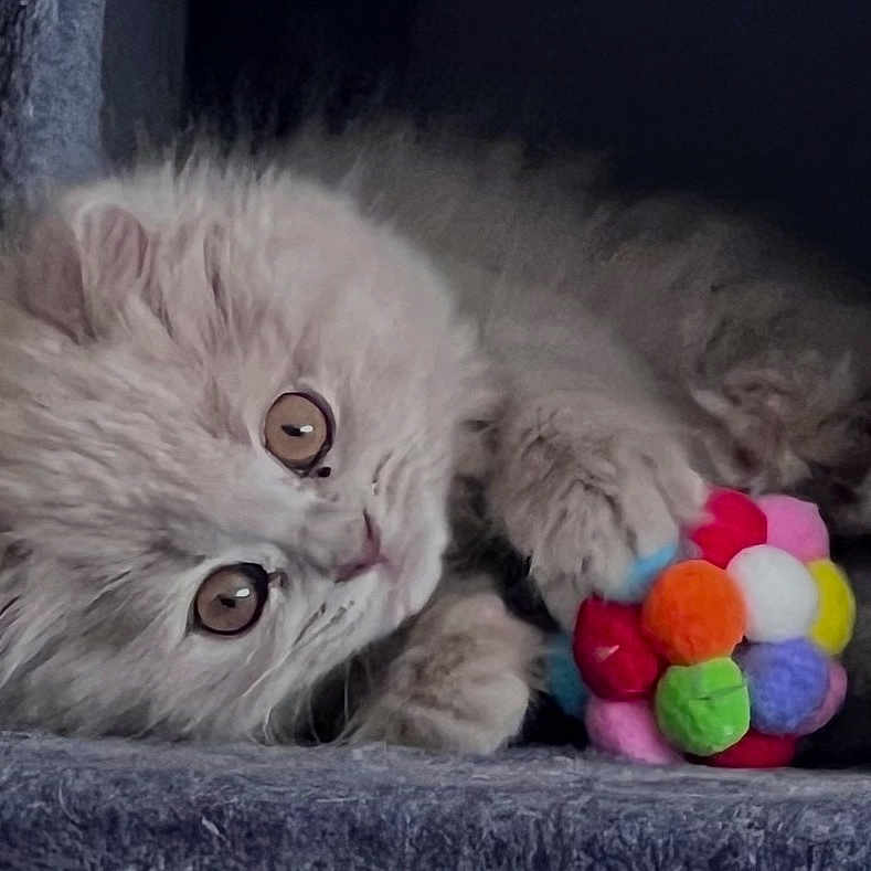 Luna participe au concours pour gagner de l'argent avec cette photo : kitten, cat, fluffy, gray_cat, pet, toy, colorful_ball, curious, soft, carpeted_surface, cute, indoor, animal, small_pet, playful, feline, resting, young_cat, closeup, adorable