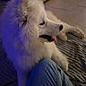 dog, samoyed, white_fur, fluffy, indoor, blanket, jeans, person, floor, tile_floor, relaxing, pet, canine, tongue_out, side_view, cozy, comfort, home, animal, companion