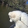 dog, samoyed, white_fur, fluffy, water, river, boat, leash, forest, trees, nature, outdoor, sky, blue_sky, animal, canine, pet, daylight, curious, calm