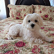Cotton is registered to the contest to win money with this photo: dog, white_dog, bed, quilt, floral_pattern, pillow, pet, indoor, cute, small_dog, fur, lying_down, cozy, resting, animal, mammal, portrait, household, comfort, decor