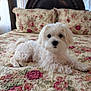 dog, white_dog, bed, quilt, floral_pattern, pillow, pet, indoor, cute, small_dog, fur, lying_down, cozy, resting, animal, mammal, portrait, household, comfort, decor