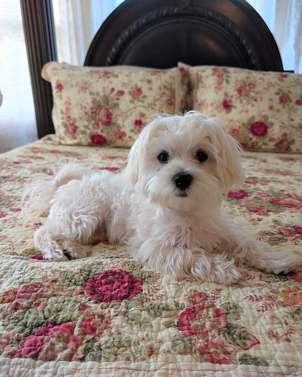 Cotton is registered to the contest to win money with this photo: dog, white_dog, bed, quilt, floral_pattern, pillow, pet, indoor, cute, small_dog, fur, lying_down, cozy, resting, animal, mammal, portrait, household, comfort, decor