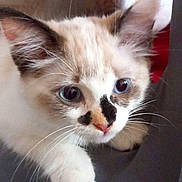 Vanille a rejoint le concours — aidez-le/la à gagner de superbes lots ! kitten, cat, blue_eyes, close_up, curious, whiskers, feline, pet, animal, soft_fur, indoor, young_cat, face_markings, cute, small_paw, looking, adorable, domestic_cat, closeup, playing