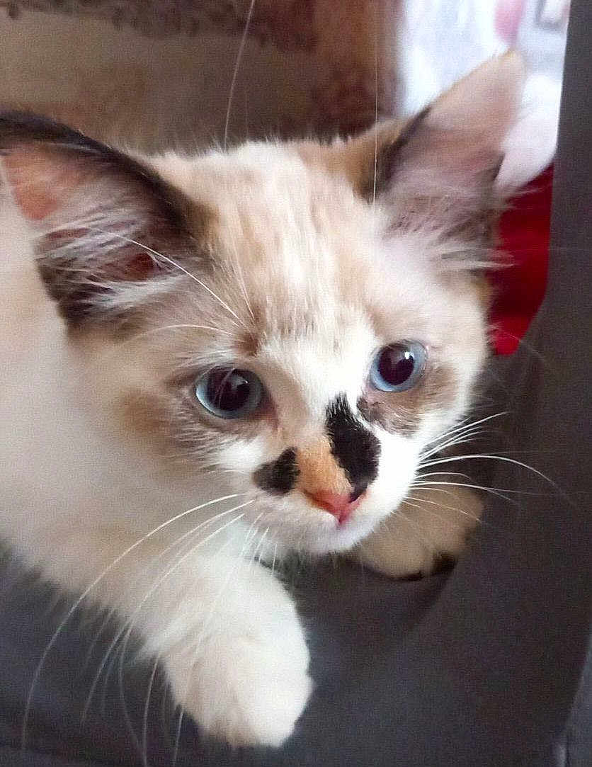 Vanille a rejoint le concours — aidez-le/la à gagner de superbes lots ! kitten, cat, blue_eyes, close_up, curious, whiskers, feline, pet, animal, soft_fur, indoor, young_cat, face_markings, cute, small_paw, looking, adorable, domestic_cat, closeup, playing