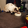 animal, bowl, brown_white_cat, can, cat, clothing, coat, domestic_animal, drink, eating, food, fur, furniture, indoor, kitchen, monster_energy_can, pan, pet, small_bottle, table