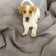 Ruben a rejoint le concours — aidez-le/la à gagner de superbes lots ! animal, blanket, canine, comfortable, couch, dog, ears, friendly, fur, home, indoor, looking, paw, pet, puppy, relaxed, smiling, tail, tan, white