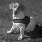 Ruben participe au concours pour gagner de l'argent avec cette photo : dog, pet, animal, harness, sitting, outdoor, black_and_white, canine, small_dog, looking, ground, shadow, ears, short_hair, companion, domestic_animal, alert, quiet, portrait, nature