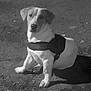 dog, pet, animal, harness, sitting, outdoor, black_and_white, canine, small_dog, looking, ground, shadow, ears, short_hair, companion, domestic_animal, alert, quiet, portrait, nature