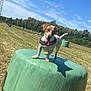 Ruben a rejoint le concours — aidez-le/la à gagner de superbes lots ! animal, blue_sky, canine, daytime, dog, farm, field, grass, green_wrapping, happy, hay_bale, leash, nature, outdoor, pet, playful, rural, sunny, tongue_out, trees