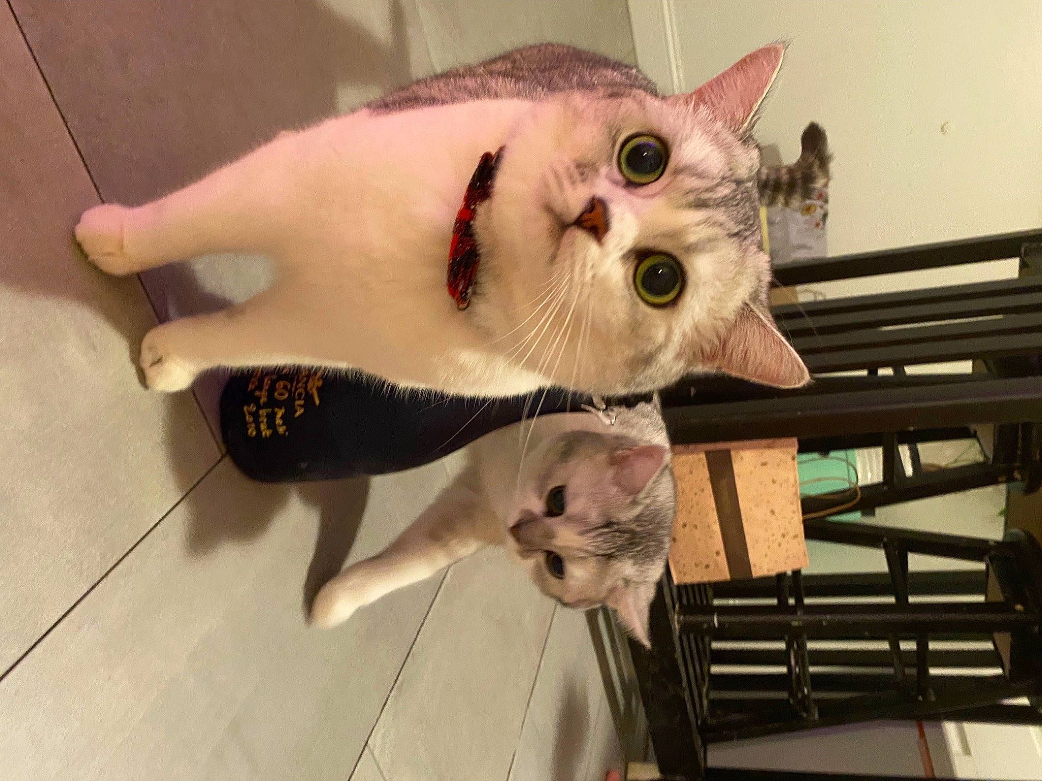 Astro joined the competition — help win amazing prizes! carnivore, cat, claw, domestic_short_haired_cat, eyelash, fang, fawn, felidae, flooring, foot, fur, hardwood, paw, small_to_medium_sized_cats, snout, tail, whiskers, wood