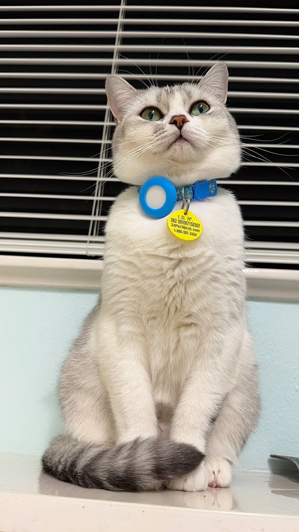Astro joined the competition — help win amazing prizes! animal_shelter, cage, carnivore, cat, domestic_short_haired_cat, felidae, fur, paw, pet_supply, photo_caption, small_to_medium_sized_cats, snout, tail, terrestrial_animal, whiskers