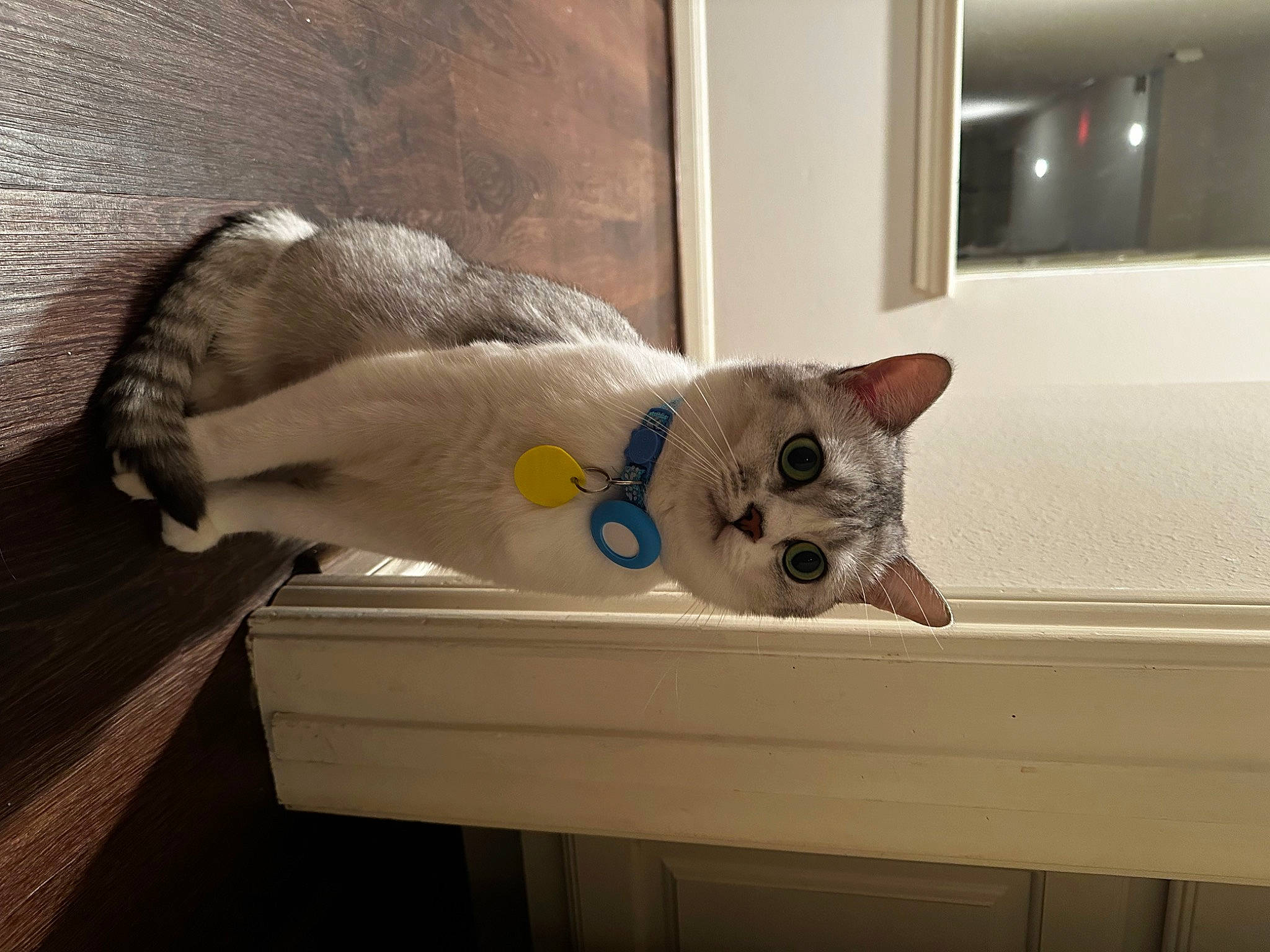 Astro joined the competition — help win amazing prizes! carnivore, cat, cat_supply, comfort, couch, domestic_short_haired_cat, fawn, felidae, flooring, fur, hardwood, mammal, paw, pet_supply, room, small_to_medium_sized_cats, tail, vertebrate, whiskers, wood