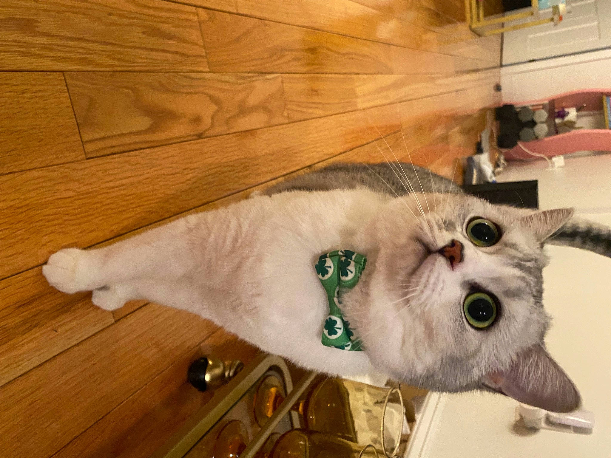 Astro joined the competition — help win amazing prizes! carnivore, cat, collar, domestic_short_haired_cat, eyewear, fawn, felidae, flooring, fur, glasses, hardwood, plank, shelf, small_to_medium_sized_cats, tail, varnish, whiskers, wood, wood_flooring, wood_stain