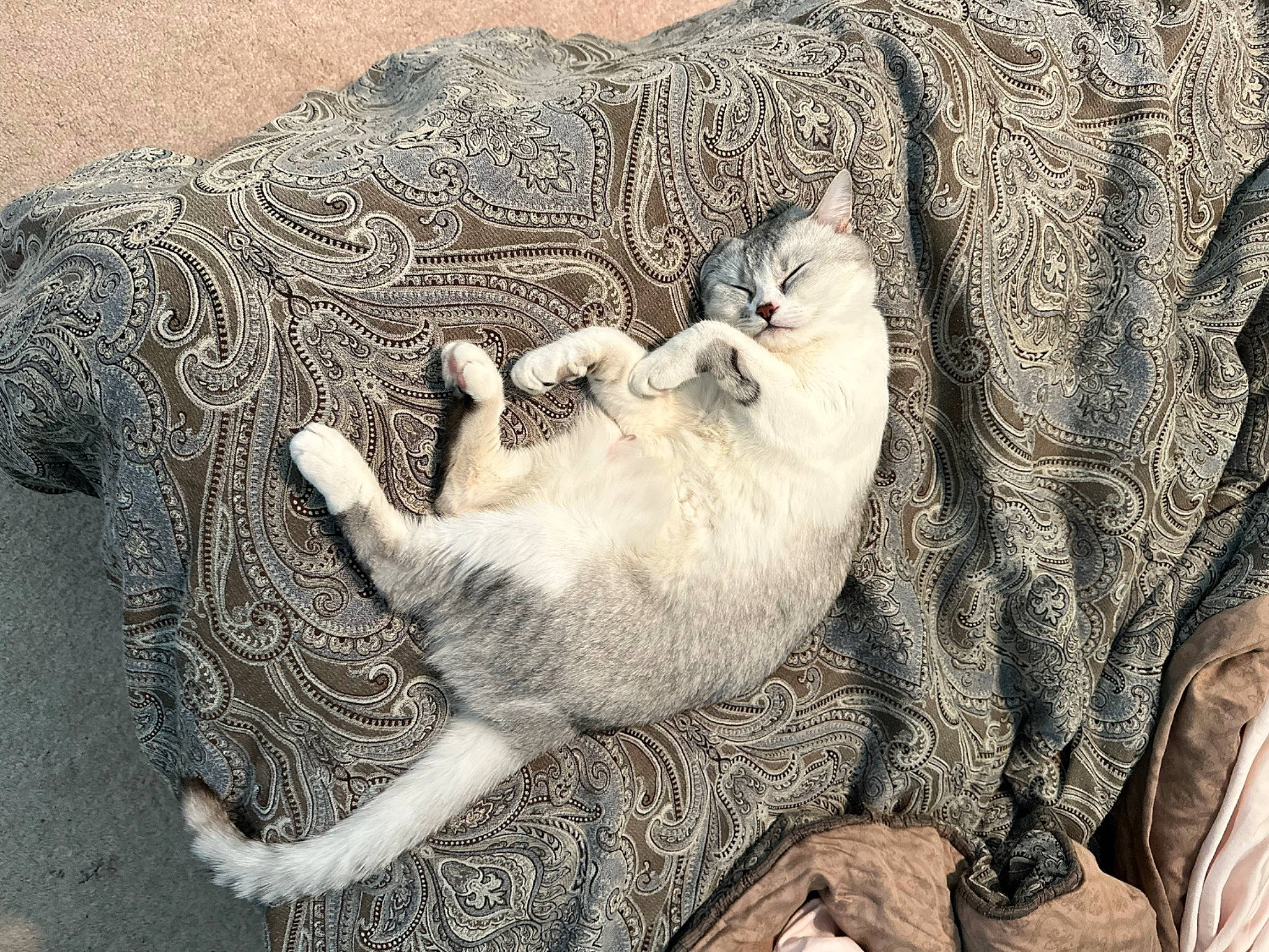 Astro is registered to the contest to win money with this photo: art, carnivore, cat, claw, comfort, domestic_short_haired_cat, fawn, felidae, fur, grey, linens, pattern, paw, small_to_medium_sized_cats, snout, tail, terrestrial_animal, textile, whiskers, wool