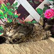 Archy is registered to the contest to win money with this photo: adorable, bedding, blanket, blue_eyes, cat, cute, flower_background, fluffy, fur, green_leaves, indoor, kitten, paw, pet, portrait, relaxed, roses, tabby_cat, trellis, whiskers