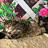 adorable, bedding, blanket, blue_eyes, cat, cute, flower_background, fluffy, fur, green_leaves, indoor, kitten, paw, pet, portrait, relaxed, roses, tabby_cat, trellis, whiskers