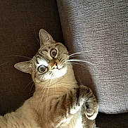 Gibus a rejoint le concours — aidez-le/la à gagner de superbes lots ! cat, wide_eyes, surprised_expression, couch, indoor, feline, whiskers, curled_paws, soft_fur, tabby, pet, relaxed, domestic_cat, close_up, animal, home, resting, cute, furry, curious