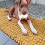 puppy, dog, bathroom, yellow_mat, tile_floor, glass_partition, pet, brown_dog, white_paws, floor_mat, indoor, pet_portrait, young_dog, resting, curious, bathroom_accessory, modern_interior, clean, domestic_animal, floor