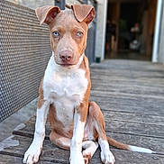 Sky a rejoint le concours — aidez-le/la à gagner de superbes lots ! puppy, dog, blue_eyes, sitting, wooden_deck, outdoor, pet, animal, brown_and_white, ears, nose, tail, fur, young_dog, portrait, canine, close_up, looking_at_camera, cute, domestic_animal