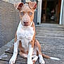 puppy, dog, blue_eyes, sitting, wooden_deck, outdoor, pet, animal, brown_and_white, ears, nose, tail, fur, young_dog, portrait, canine, close_up, looking_at_camera, cute, domestic_animal