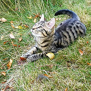 Surprise participe au concours pour gagner de l'argent avec cette photo : kitten, cat, grass, outdoor, animal, pet, tabby, young, nature, leaf, fall, feline, curious, lying_down, closeup, small, adorable, playful, whiskers, ears