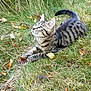 kitten, cat, grass, outdoor, animal, pet, tabby, young, nature, leaf, fall, feline, curious, lying_down, closeup, small, adorable, playful, whiskers, ears