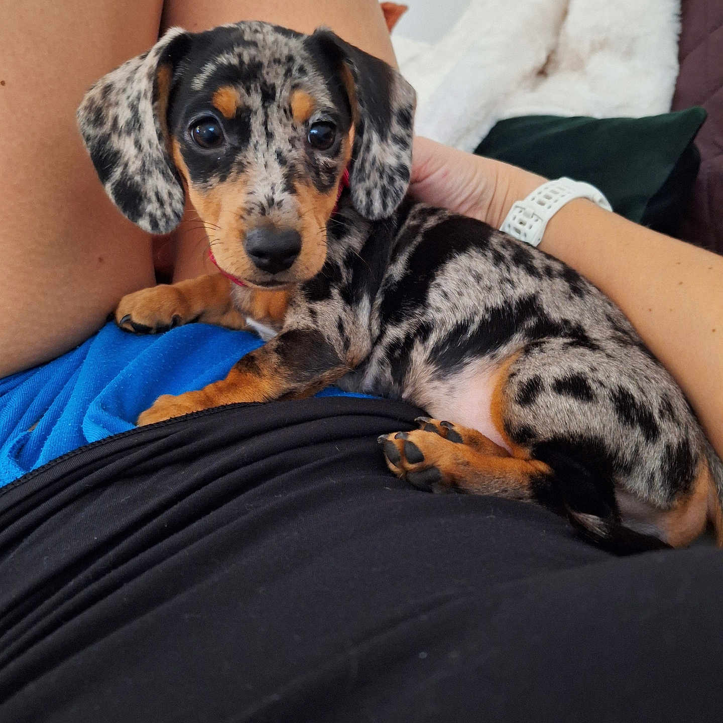 Knakie a rejoint le concours — aidez-le/la à gagner de superbes lots ! black, blanket, brown, companion, cushion, cute, dachshund, dappled, dog, fur, indoor, lap, paw, person, pet, puppy, relaxed, small_dog, watching, white