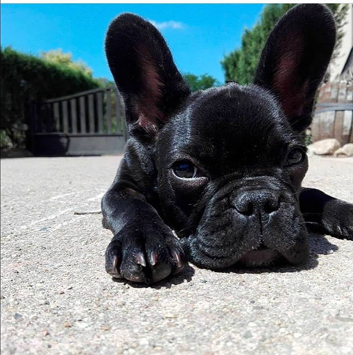 Dragibus a rejoint le concours — aidez-le/la à gagner de superbes lots ! boston_terrier, bulldog, canidae, carnivore, companion_dog, dog, dog_breed, fawn, french_bulldog, mammal, non_sporting_group, puppy, rare_breed_dog, snout, sporting_group, toy_bulldog, vertebrate